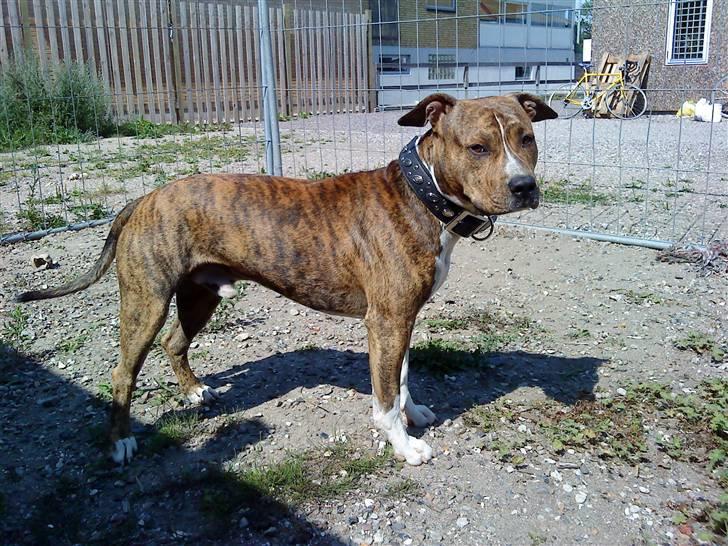 Amerikansk staffordshire terrier Nikari R.I.P billede 1