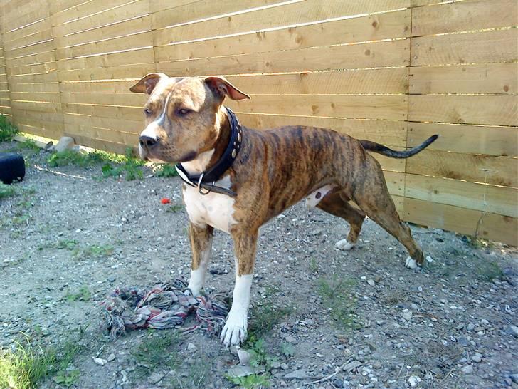 Amerikansk staffordshire terrier Nikari R.I.P billede 2