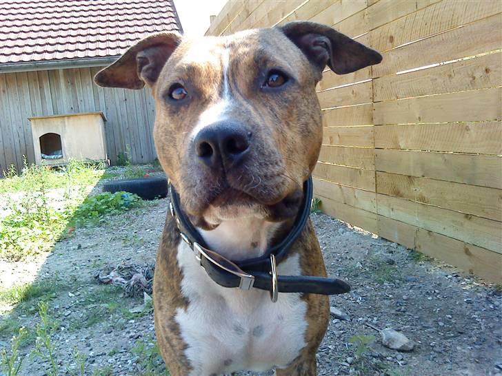 Amerikansk staffordshire terrier Nikari R.I.P billede 3