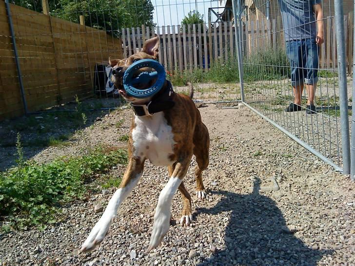 Amerikansk staffordshire terrier Nikari R.I.P billede 4