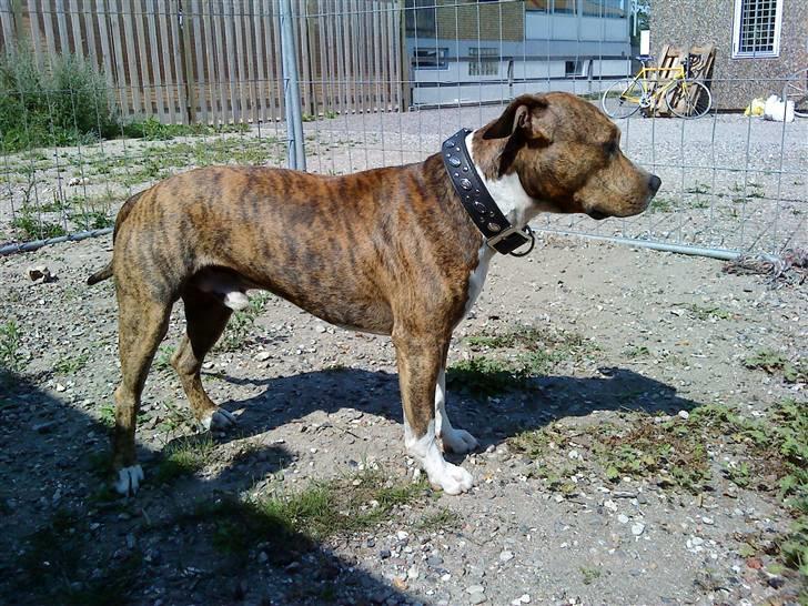 Amerikansk staffordshire terrier Nikari R.I.P billede 5