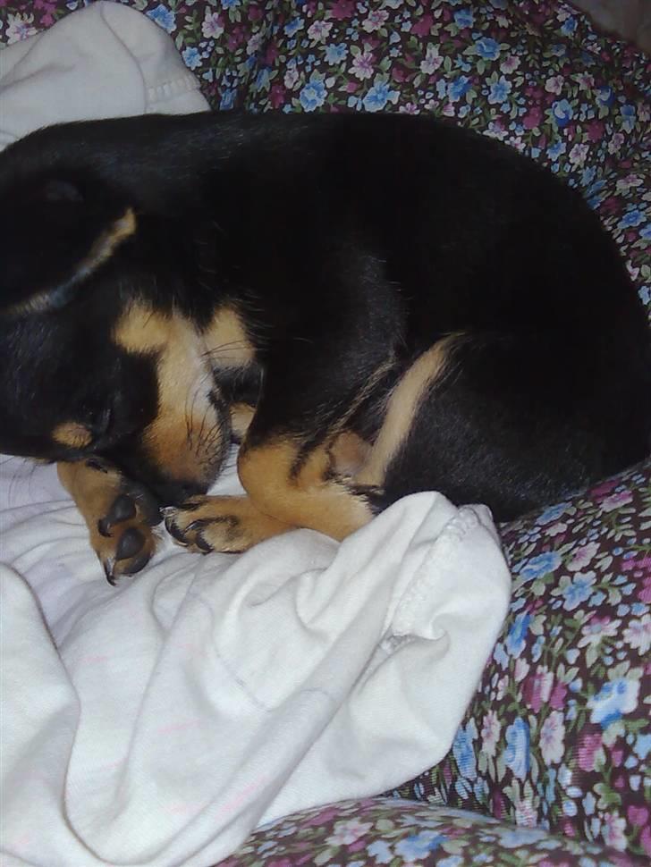 Blanding af racer Maggi - sover i sin fine kurv billede 14