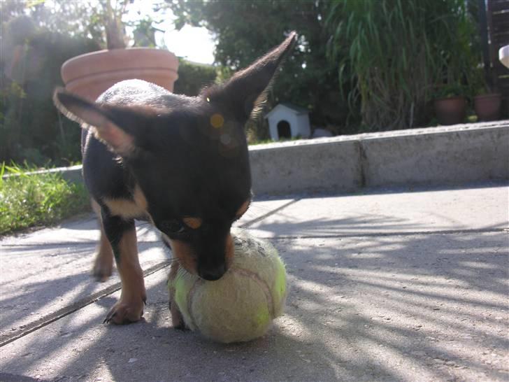 Blanding af racer Maggi - en tennisbold er altid sjov billede 15