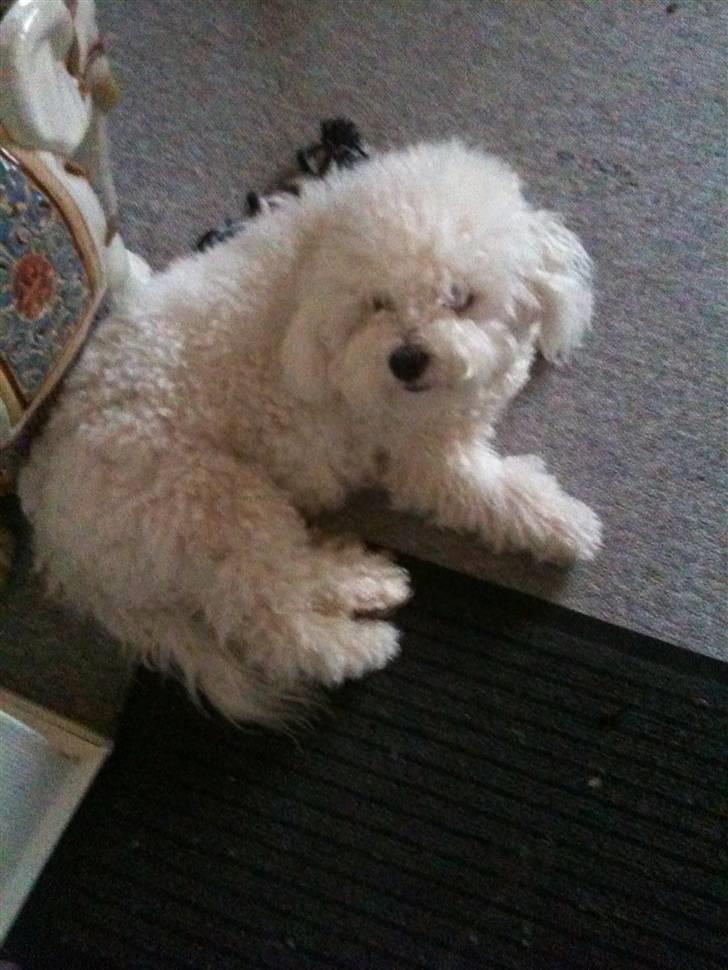 Bichon à poil frisé Snow All You Need (Nanok) billede 14