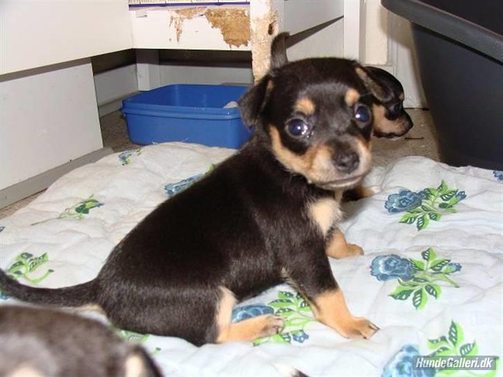 Blanding af racer Maggi - en meget meget lille maggi, da stadig hos betinna :-) billede 16