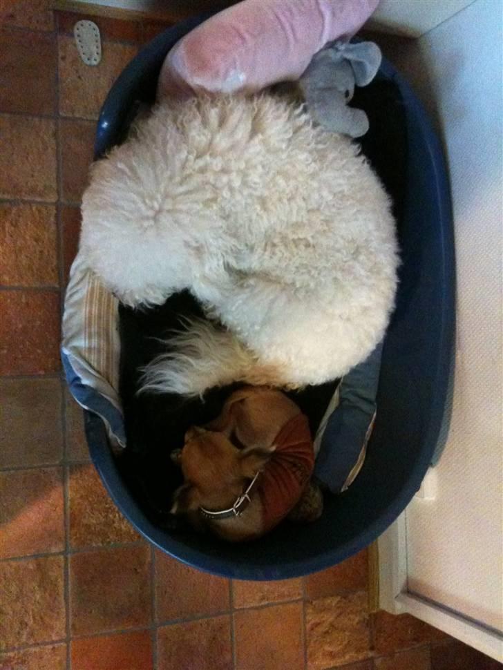 Bichon à poil frisé Snow All You Need (Nanok) - der er nu ikke noget som en slapper sammen med coco <3 billede 15