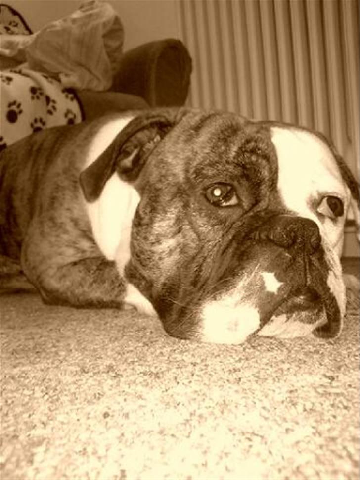 Olde english bulldogge William billede 13