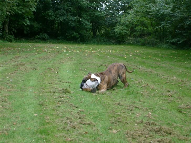 Olde english bulldogge William billede 14