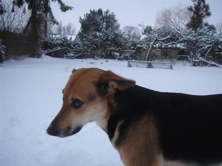 Blanding af racer Camille - himmelhund - Camille som ligner en der har gjort noget galt, hahaha :-) billede 1