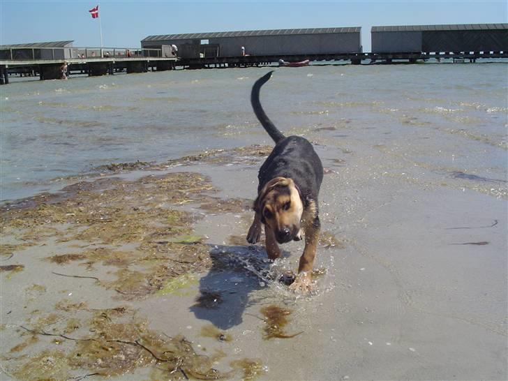 Blanding af racer Camille - himmelhund - fik en dejlig dukkert nede på stranden billede 2