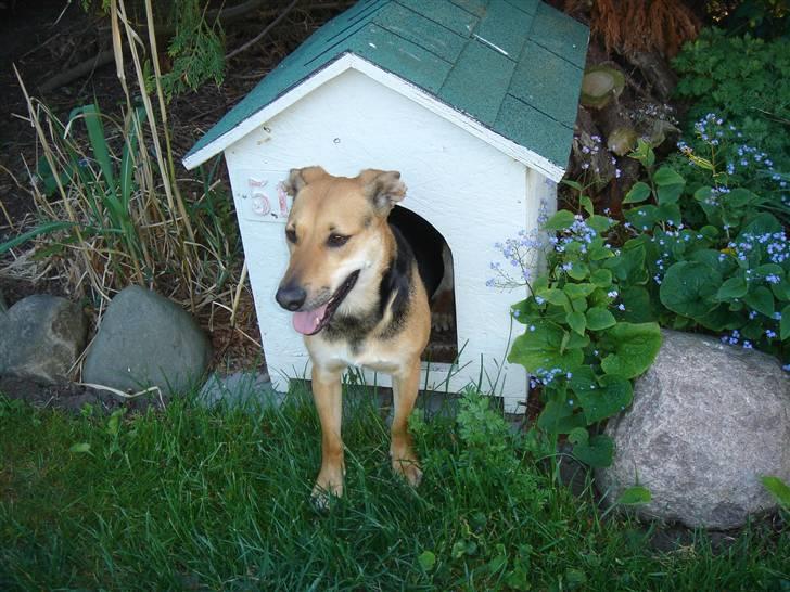 Blanding af racer Camille - himmelhund - lidt for stor til sit ellers fine hus ;-) billede 3