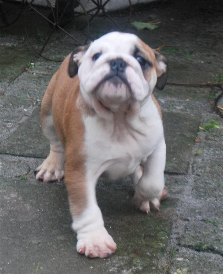 Engelsk bulldog Carla billede 1