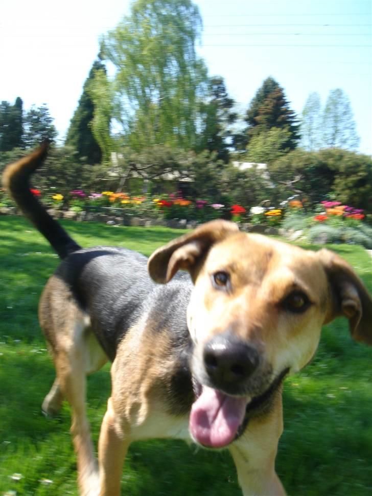 Blanding af racer Camille - himmelhund - en hyggelig sommerdag billede 4