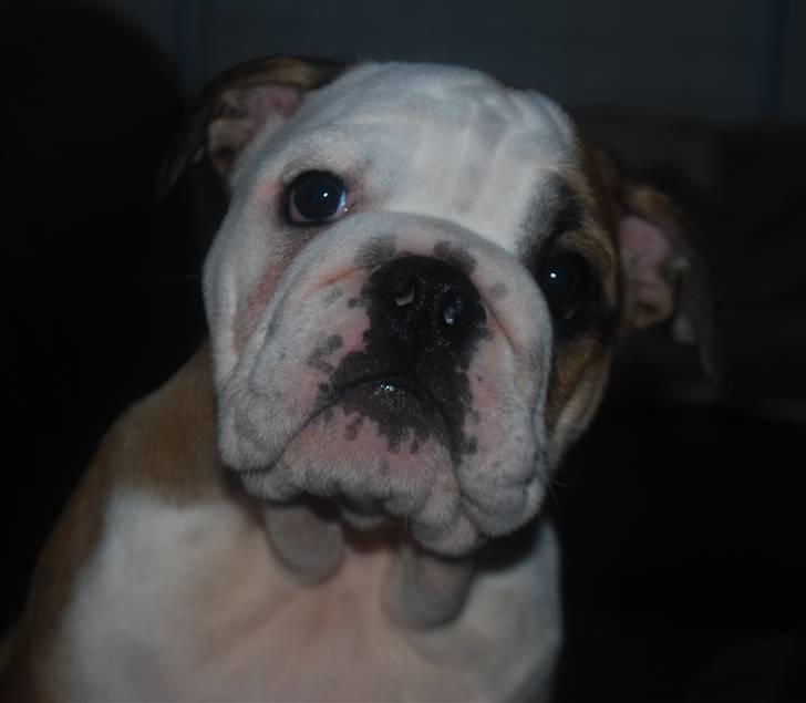 Engelsk bulldog Carla billede 2