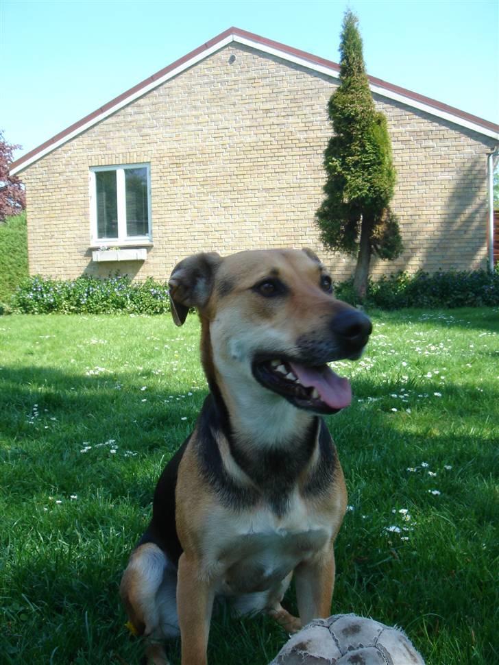 Blanding af racer Camille - himmelhund - en hyggelig sommerdag 2 billede 5