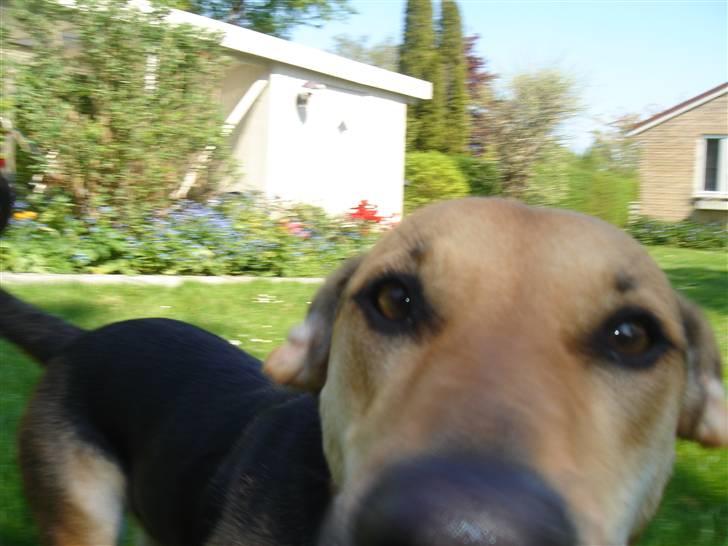 Blanding af racer Camille - himmelhund - helt tæt på ;-) billede 6