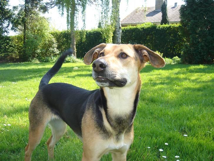 Blanding af racer Camille - himmelhund - en hyggelig sommerdag 3 billede 7