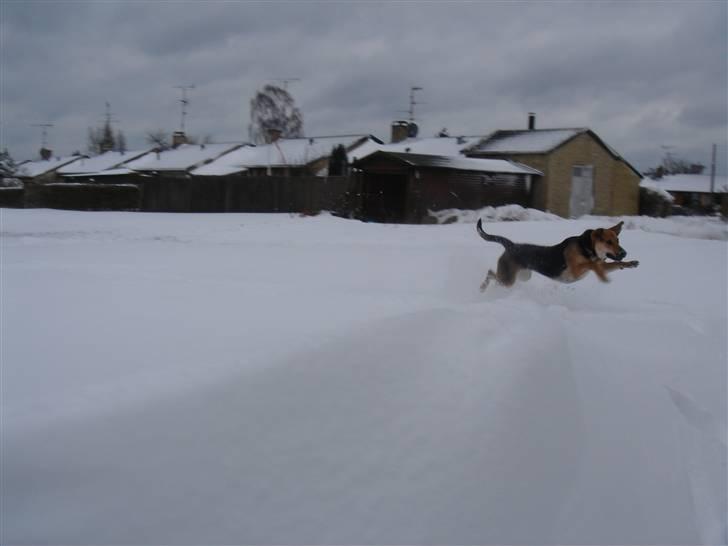 Blanding af racer Camille - himmelhund - en vild tur i sneen billede 8