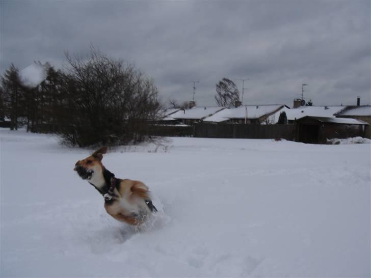 Blanding af racer Camille - himmelhund - en vild tur i sneen 2 billede 9