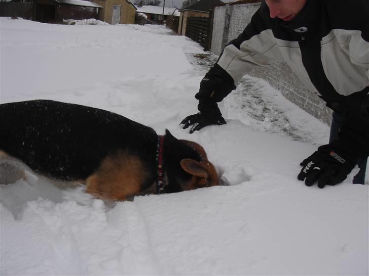 Blanding af racer Camille - himmelhund - en vild tur i sneen 3 billede 10