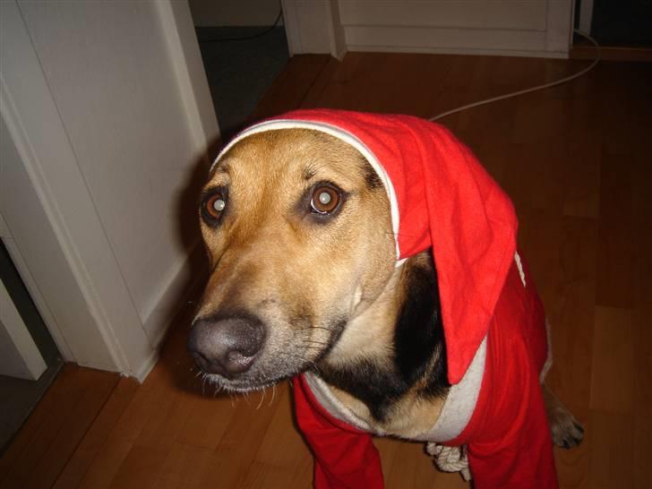 Blanding af racer Camille - himmelhund - rigtig sød som julehund ;-) billede 11