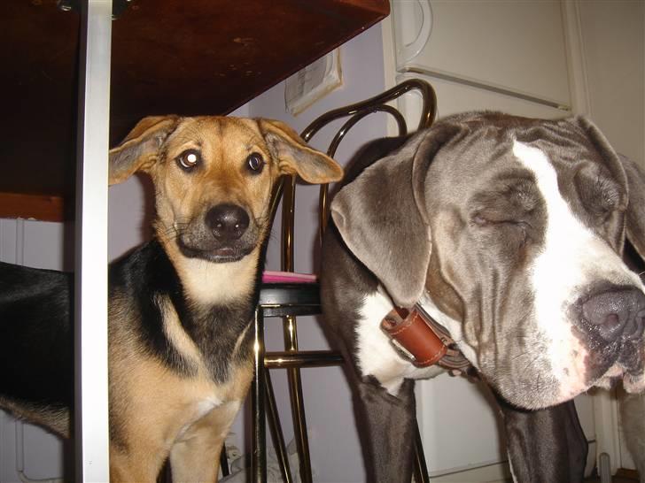 Blanding af racer Camille - himmelhund - et vildt sjovt billed..Camille sammen med hendes lege ven Emma(en italiensk mastif) de blev begge lige fanget i et uheldigt øjeblik:-D billede 12