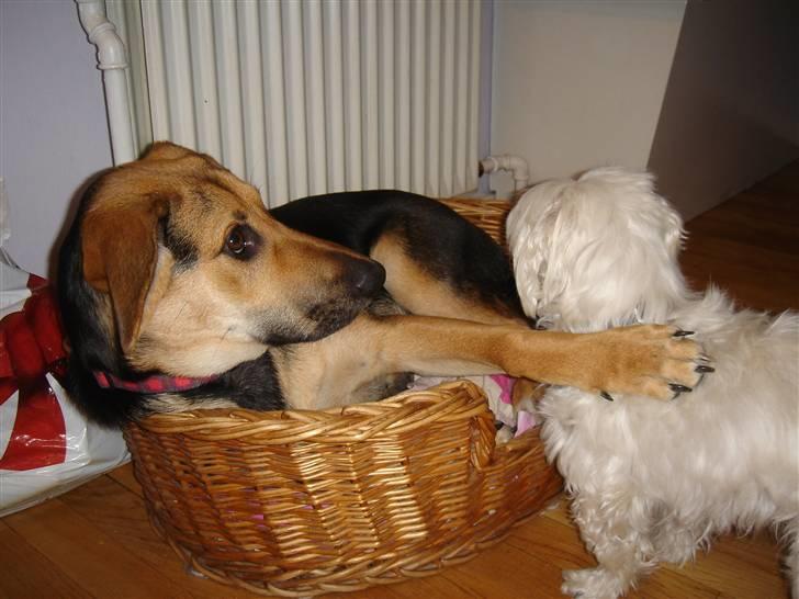 Blanding af racer Camille - himmelhund - camille der har stjålet Rambo´s kurv ( min elskede og savnede malteser ) billede 13