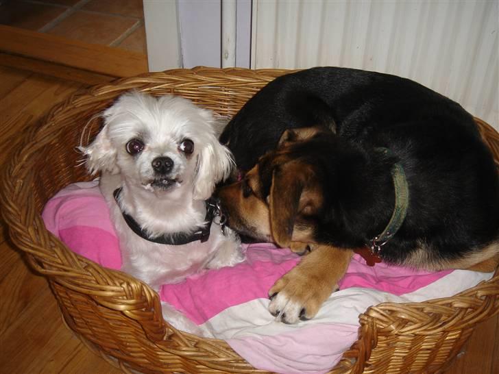 Blanding af racer Camille - himmelhund - camille der har stjålet Rambo´s kurv ( min elskede og savnede malteser ) 2 billede 14