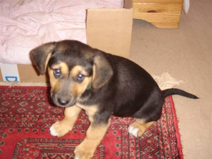 Blanding af racer Camille - himmelhund - helt tilbage fra 2005, da vi lige havde fået hende hjem- man kan virkelig se hvordan hendes farver har ændret sig billede 15