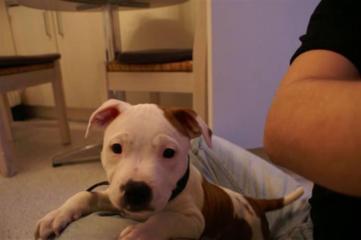 Staffordshire bull terrier Pil (Staffjoy's Kyomi) - Mit første billede..  billede 10