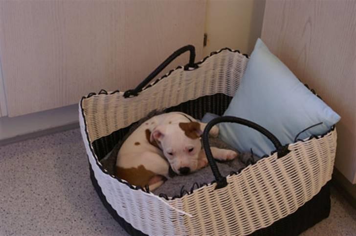 Staffordshire bull terrier Pil (Staffjoy's Kyomi) - Træt efter en laaaang tur hjem...  Godt Far havde en dejlig varm kurv til at stå til mig.. billede 11