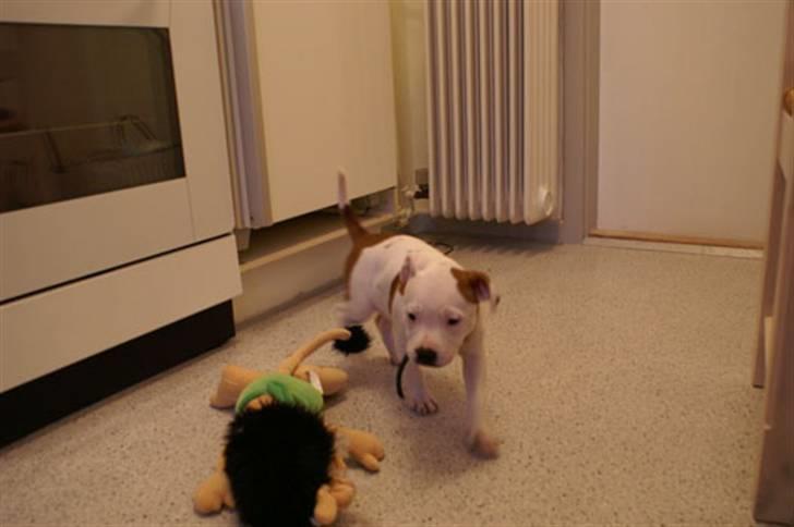 Staffordshire bull terrier Pil (Staffjoy's Kyomi) - Bamsen Hugo og jeg leger.. billede 12