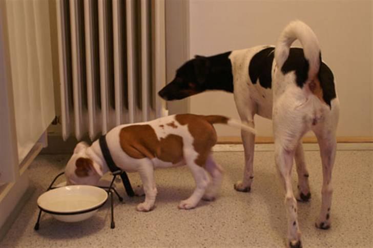 Staffordshire bull terrier Pil (Staffjoy's Kyomi) - Kiki sørger for at jeg ikke tørster.  billede 13