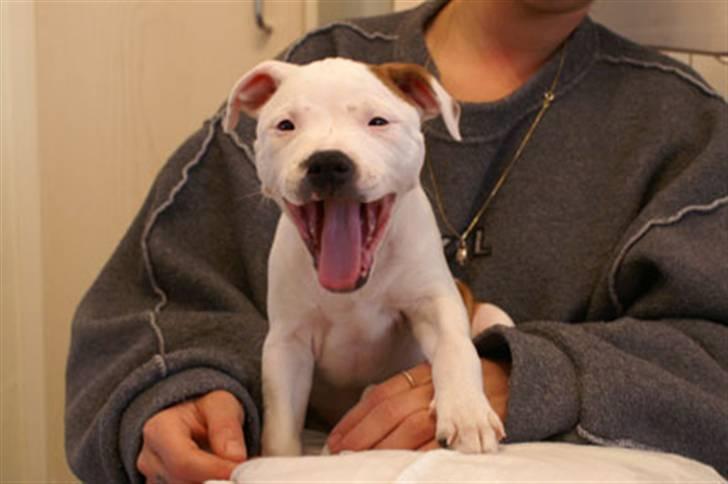 Staffordshire bull terrier Pil (Staffjoy's Kyomi) - Godmorgen.. Hvor HAR jeg bare sovet dejligt! :) billede 14