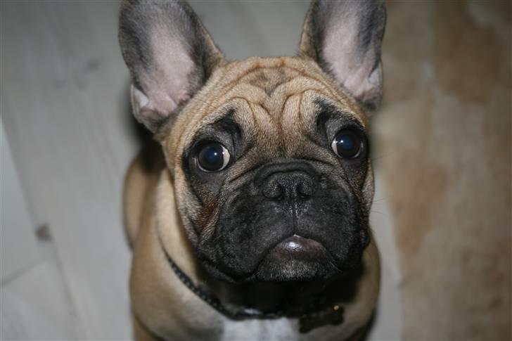 Fransk bulldog A´la´coccio´s Ædantjo billede 9