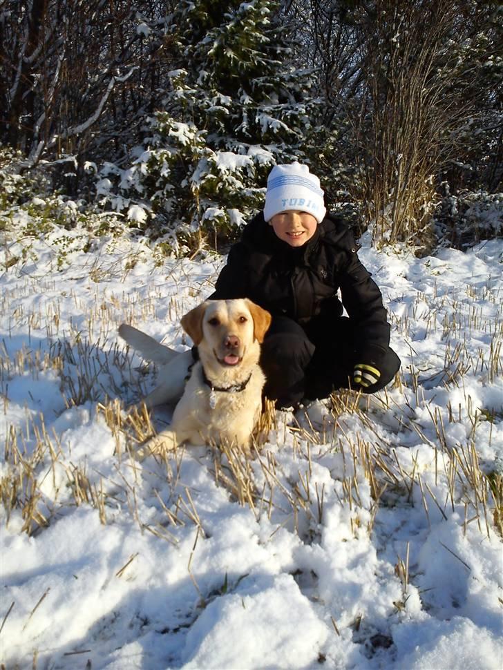 Labrador retriever Pixi - Elsker sne og Tobias billede 1