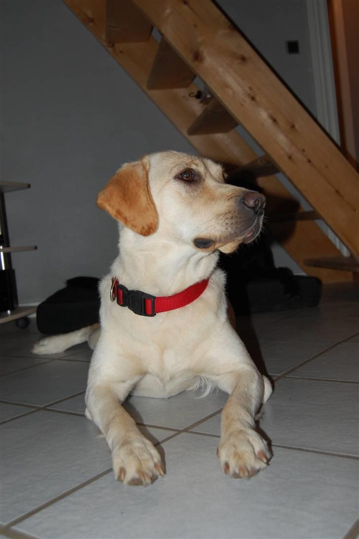 Labrador retriever Pixi - Pixi billede 2
