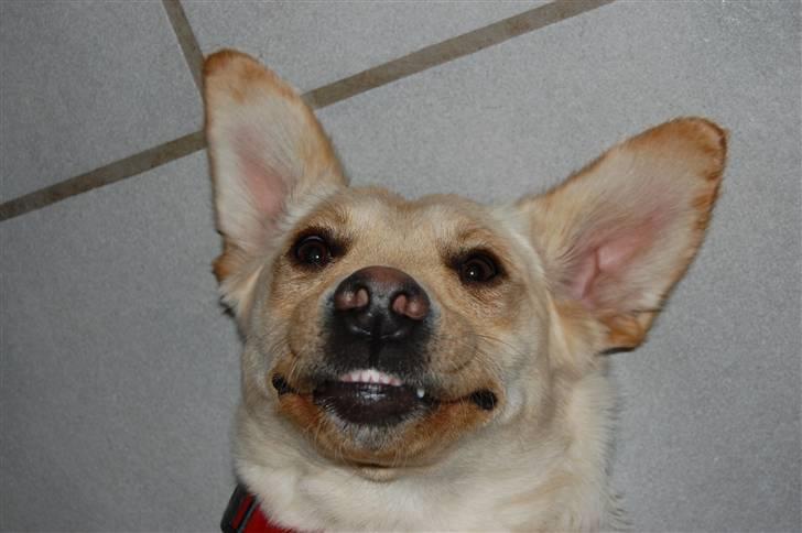 Labrador retriever Pixi - elsker at se tingene på hoved billede 3