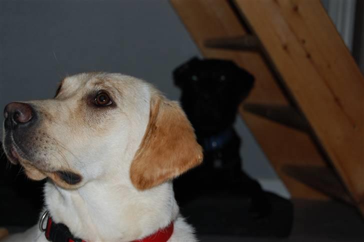 Labrador retriever Pixi - Pixi, med Saxo i baggrunden billede 4