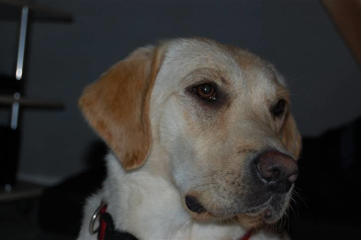 Labrador retriever Pixi - Smuk pige billede 5