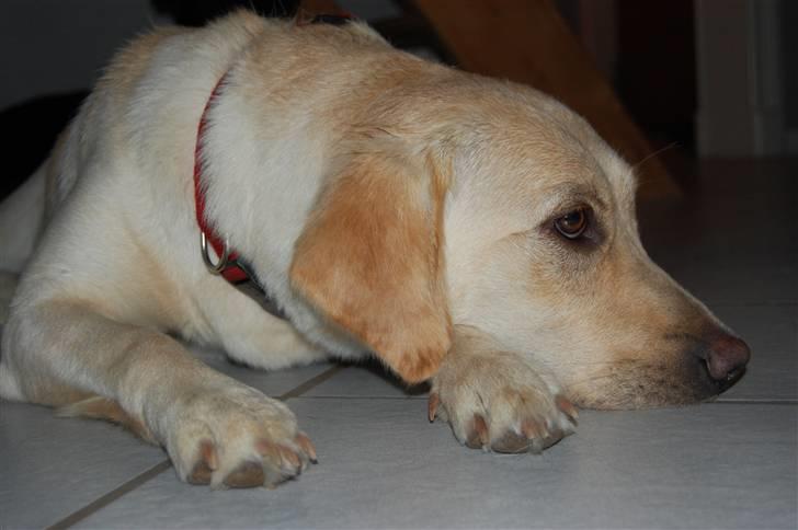 Labrador retriever Pixi - Pixi billede 6