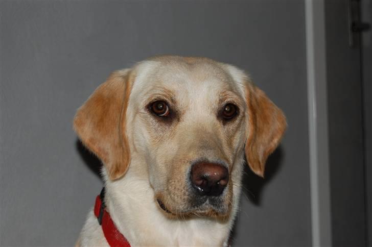 Labrador retriever Pixi - Pixi pigen billede 7