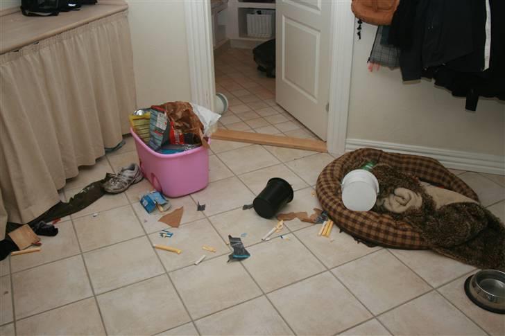 Fransk bulldog A´la´coccio´s Ædantjo - har jeg ikk været dygtig. billede 10