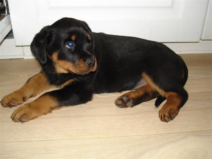 Rottweiler Enzo billede 1