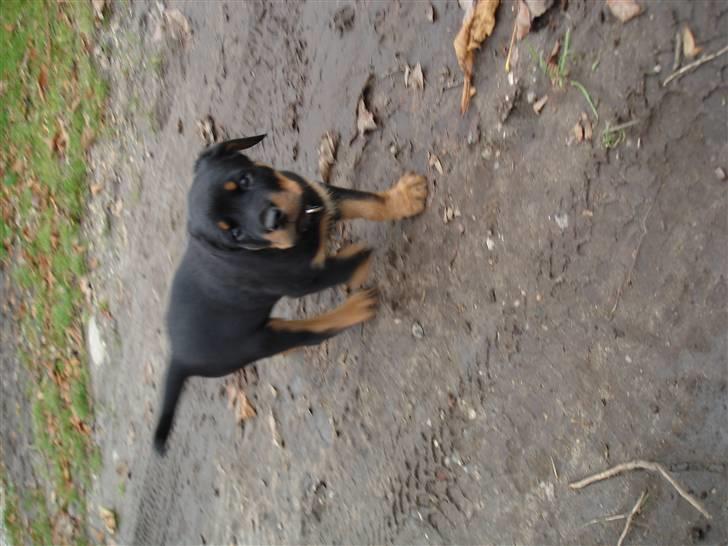 Rottweiler Enzo billede 3