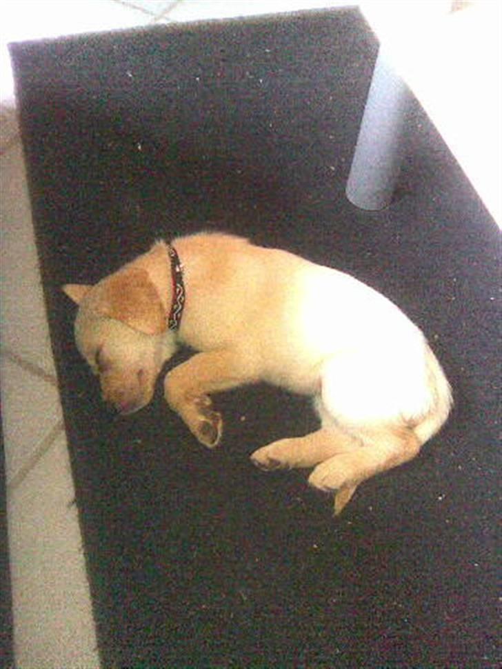 Labrador retriever Pixi - Er blevet lidt træt billede 8