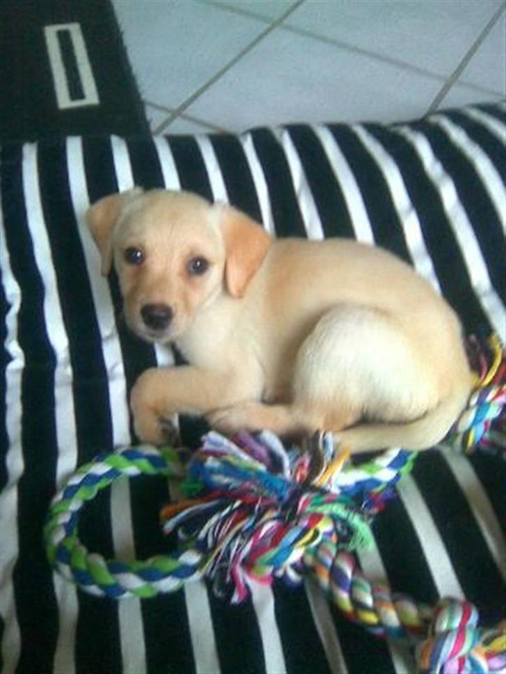Labrador retriever Pixi - Er lidt bange, anden dag uden alle sine søskende billede 9