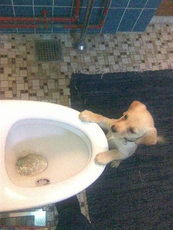 Labrador retriever Pixi - Kan man bade i det der???? billede 10