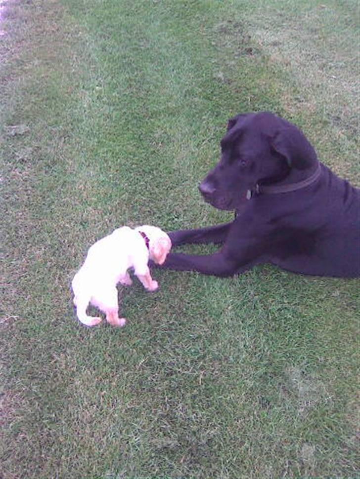 Labrador retriever Pixi - min gamle lege kammerat, men han er desværre borte nu. RIP Herkules billede 11