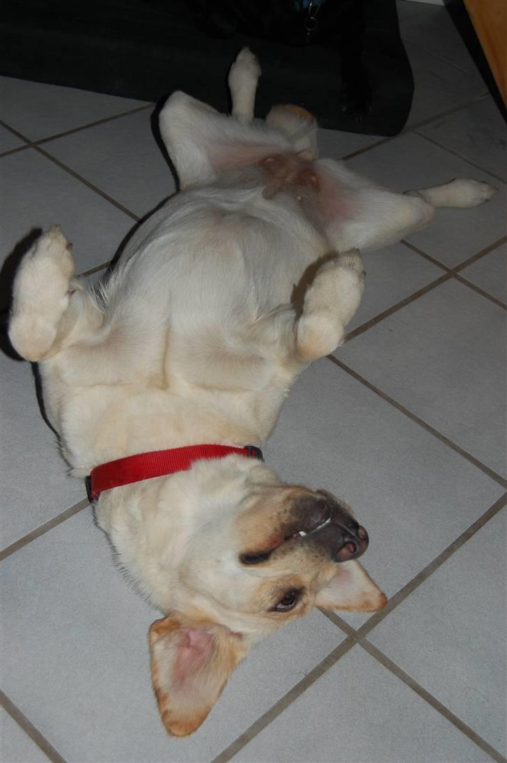 Labrador retriever Pixi - Alt vender på hoved billede 12